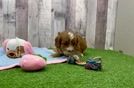 Cavapoo Pup Being Cute