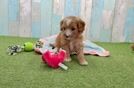 Cavapoo Pup Being Cute