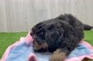 Mini Aussiedoodle Puppy for Adoption