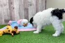 Cute Mini Schnoodle Poodle Mix Puppy