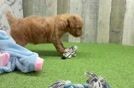 Best Mini Goldendoodle Baby
