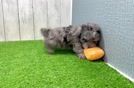 Cavapoo Pup Being Cute