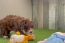 Cavapoo Puppy for Adoption