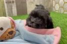 Petite Shih Poo Poodle Mix Pup