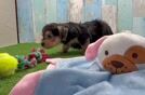 Yorkie Poo Pup Being Cute