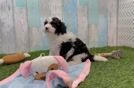 Meet Dapper - our Mini Aussiedoodle Puppy Video