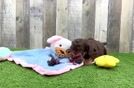Meet Starstruck - our Mini Bernedoodle Puppy Video