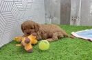 Cavapoo Pup Being Cute