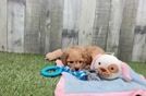 Best Cavapoo Baby
