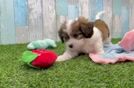 Meet Karl - our Cavachon Puppy Video