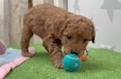 Best Mini Goldendoodle Baby