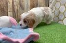 Cavapoo Puppy for Adoption