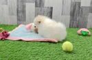 Friendly Pomeranian Purebred Pup