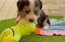 Energetic Aussie Bichon Designer Puppy