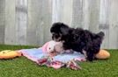 Little Aussiepoo Poodle Mix Puppy
