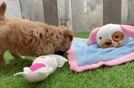 Maltipoo Puppy for Adoption