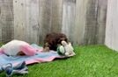 Adorable Yorkiedoodle Poodle Mix Puppy
