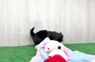 Fluffy Shih Poo Poodle Mix Pup