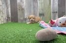 Hypoallergenic Maltese Poodle Poodle Mix Puppy