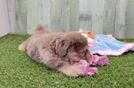 Smart Mini Aussiedoodle Poodle Mix Pup
