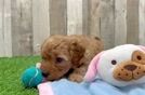 Mini Goldendoodle Puppy for Adoption