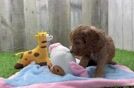 Smart Cavapoo Poodle Mix Pup