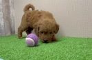 Petite Mini Goldendoodle Poodle Mix Pup