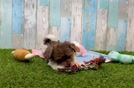 Meet Jerome - our Havapoo Puppy Video