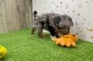 Hypoallergenic Poodle Purebred Pup