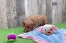 Mini Goldendoodle Puppy for Adoption