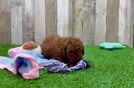 Little Mini Goldenpoo Poodle Mix Puppy