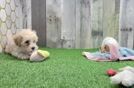 Maltipoo Puppy for Adoption