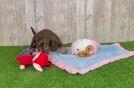 Best Dachshund Baby