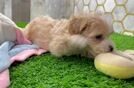 Maltipoo Puppy for Adoption