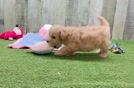 Hypoallergenic Bichpoo Poodle Mix Puppy