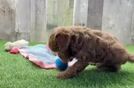 Cavapoo Puppy for Adoption