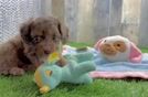 Cockapoo Puppy for Adoption