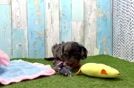 Best Cavapoo Baby