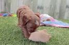 Cavapoo Puppy for Adoption