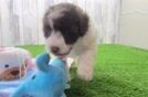 Best Cockapoo Baby