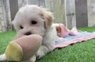 Smart Maltipoo Poodle Mix Pup