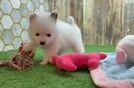 Best Pomeranian Baby