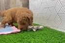 Small Mini Goldendoodle Baby