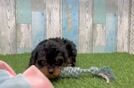 Energetic Cavoodle Poodle Mix Puppy