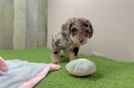Funny Poochon Poodle Mix Pup