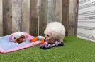 Maltese Pup Being Cute