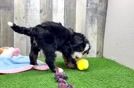 Energetic Mini Bernadoodle Poodle Mix Puppy