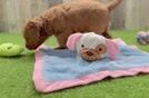 Playful Mini Groodle Poodle Mix Puppy