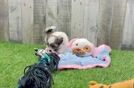 Meet Cassandra - our Teddy Bear Puppy Video