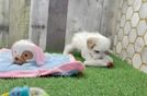 Best Maltipoo Baby